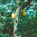 86_15-jack-fruit-brotfrucht-unser-t228glich-brot.jpg