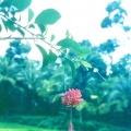 Sri Lanka 021.jpg