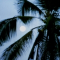 146_10-in-einer-vollmond-nacht.jpg
