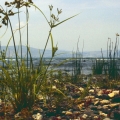 425_22-brandung-am-strand-des-sees-genezaret.jpg