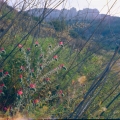 464_2-oh-und-ach-jerusalem.jpg
